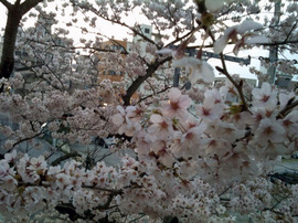 sakura_100402.jpg